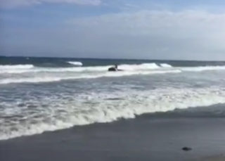 日本初！クアッドスキー海上走行を行いました。